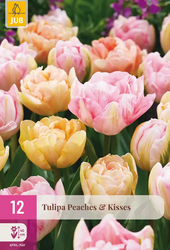 JUB Tulipa peaches & kisses 12st