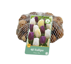 JUB Tulipa prince mix 40st