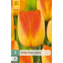 JUB Tulipa prinz armin 7st