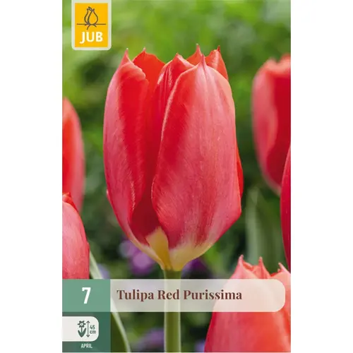 JUB Tulipa red purissima 7st
