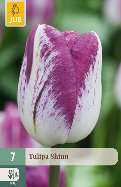 JUB Tulipa shiun 7st