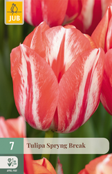 JUB Tulipa spryng break 7st