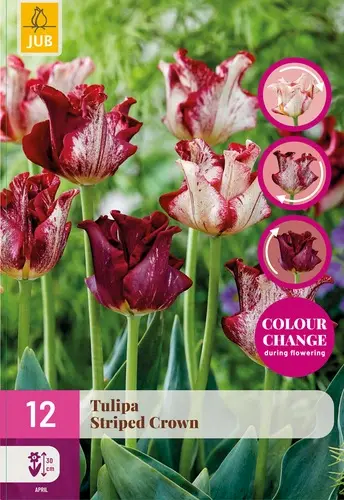 JUB Tulipa striped crown 12st