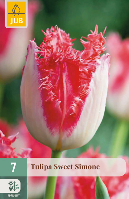 JUB Tulipa sweet simone 7st