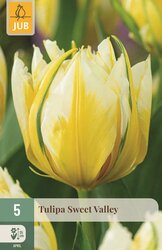 JUB Tulipa sweet valley 5st