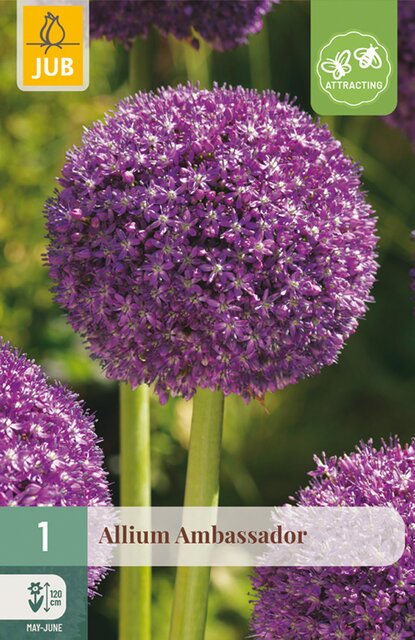 JUB X 1 Allium Ambassador