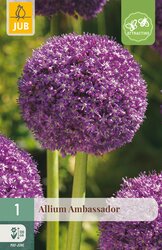 JUB X 1 Allium Ambassador