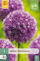 JUB X 1 Allium Globemaster