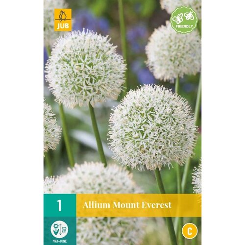 JUB X 1 Allium Mount Everest
