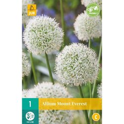 JUB X 1 Allium Mount Everest