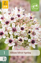 JUB X 1 Allium Silver Spring