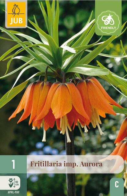 JUB X 1 Fritillaria imp. Aurora