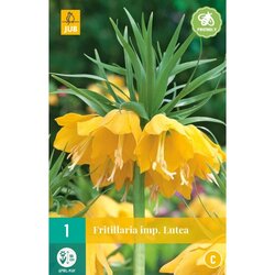 JUB X 1 Fritillaria imp. Lutea