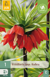 JUB X 1 Fritillaria imp. Rubra