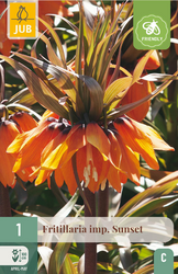 JUB X 1 Fritillaria imp. Sunset