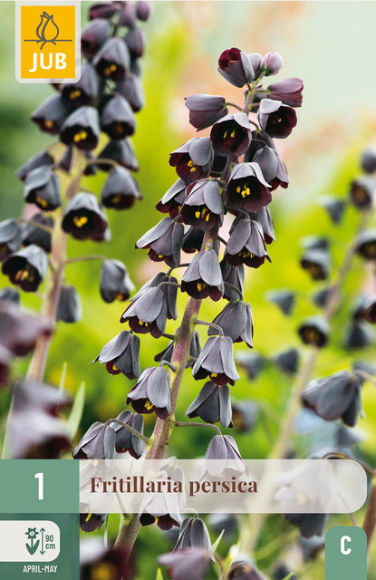 JUB X 1 Fritillaria persica