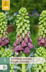 JUB X 1 Fritillaria Purple Favorite