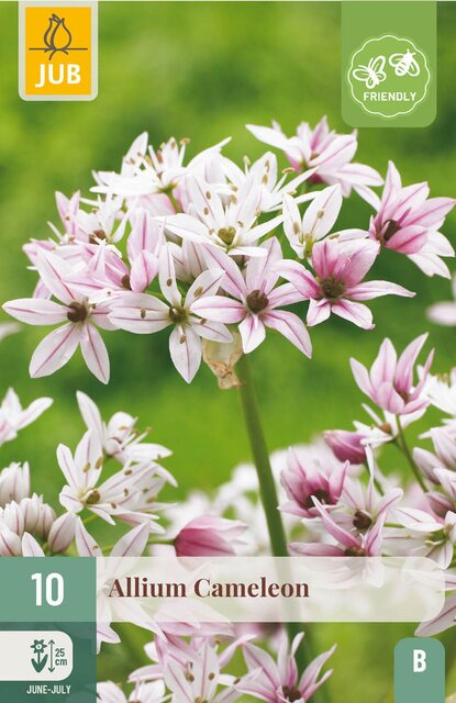 JUB X 10 Allium Cameleon