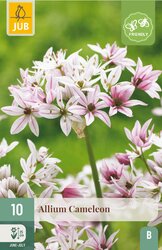JUB X 10 Allium Cameleon