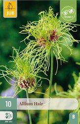 JUB X 10 Allium Hair