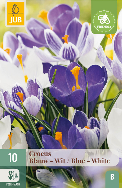 JUB X 10 Crocus Blauw-Wit
