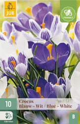 JUB X 10 Crocus Blauw-Wit