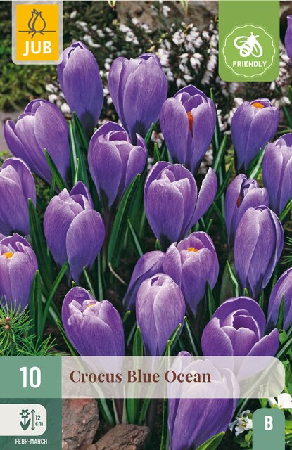 JUB X 10 Crocus Blue Ocean - afbeelding 1