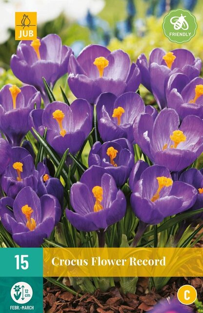 JUB X 10 Crocus Flower Record
