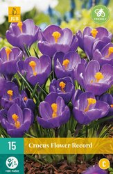 JUB X 10 Crocus Flower Record