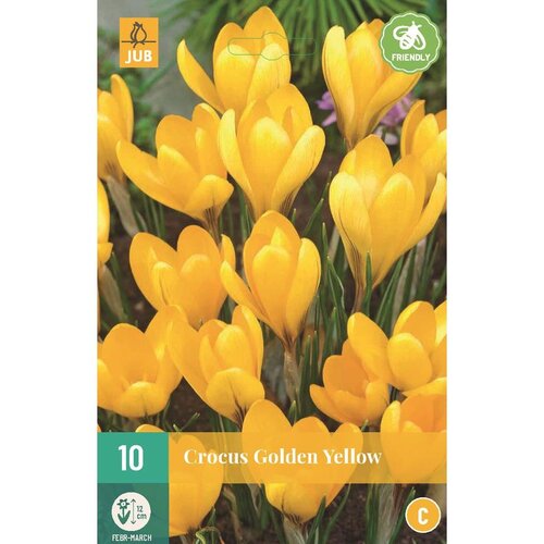 JUB X 10 Crocus Golden Yellow