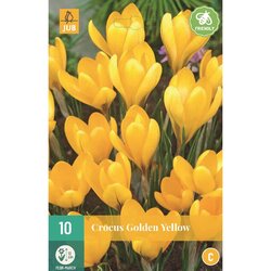 JUB X 10 Crocus Golden Yellow