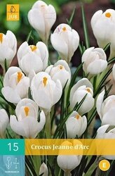 JUB X 10 Crocus Jeanne d'Arc