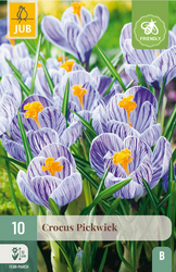 JUB X 10 Crocus Pickwick