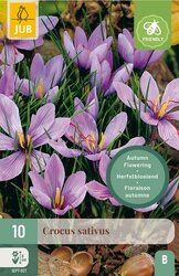 JUB X 10 Crocus sativus