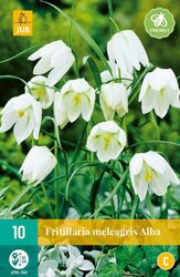JUB X 10 Fritillaria meleagris Alba