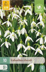 JUB X 10 Galanthus elwesii