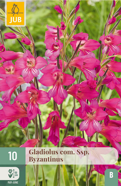JUB X 10 Gladiolus com. ssp. Byzantinus
