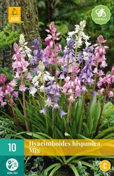 JUB X 10 Hyacinthoides hisp. Mix