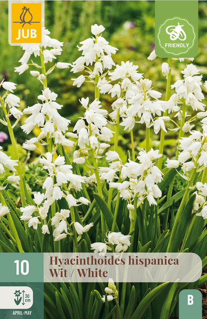 JUB X 10 Hyacinthoides hisp. Wit