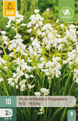JUB X 10 Hyacinthoides hisp. Wit
