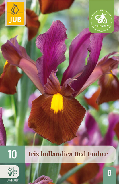 JUB X 10 Iris hollandica Red Ember