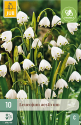 JUB X 10 Leucojum aestivum