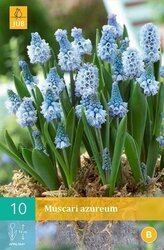 JUB X 10 Muscari azureum