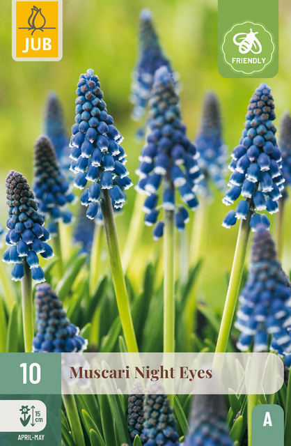 JUB X 10 Muscari Night Eyes