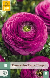 JUB X 10 Ranunculus Paars - afbeelding 2