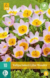 JUB X 10 Tulipa bakeri Lilac Wonder