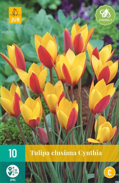 JUB X 10 Tulipa clusiana Cynthia