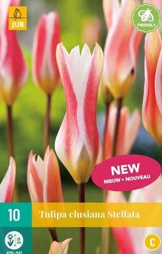 JUB X 10 Tulipa clusiana Stellata