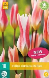 JUB X 10 Tulipa clusiana Stellata