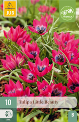 JUB X 10 Tulipa Little Beauty